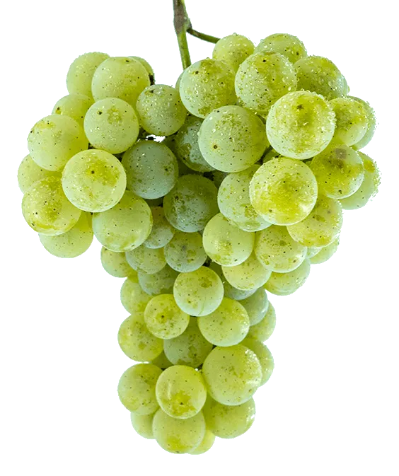Albariño