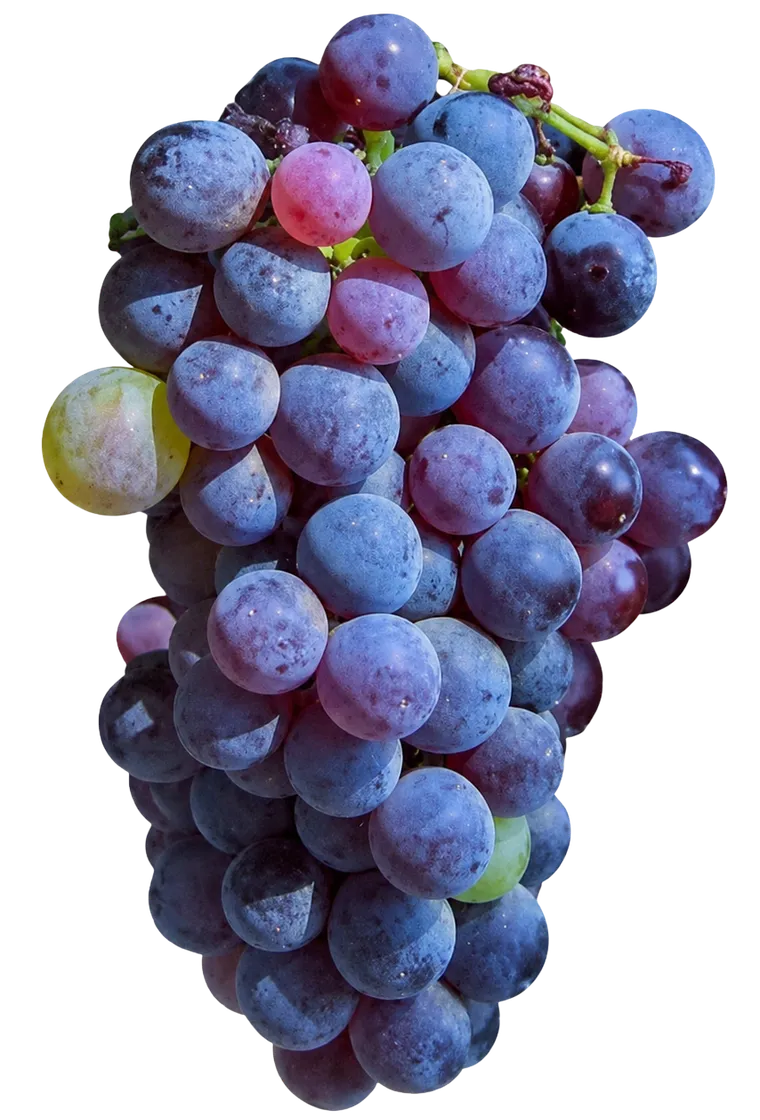 carinena