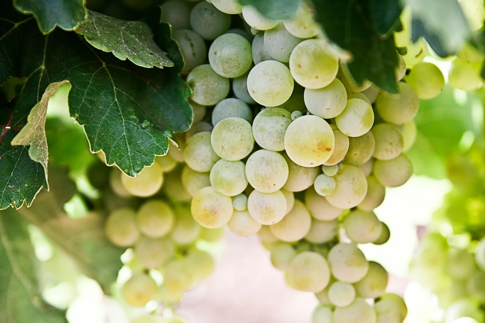 white grapes
