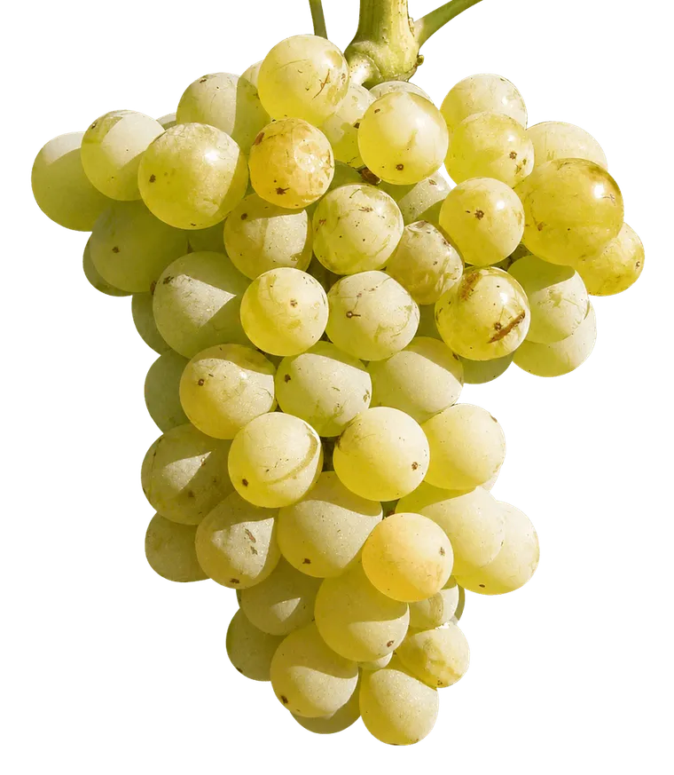garnacha blanca