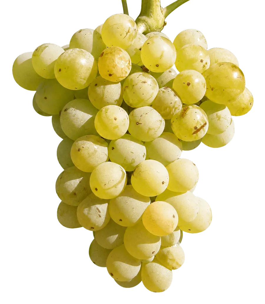 Garnacha Blanca