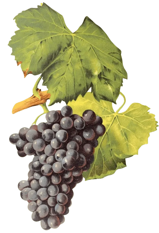 Garnacha