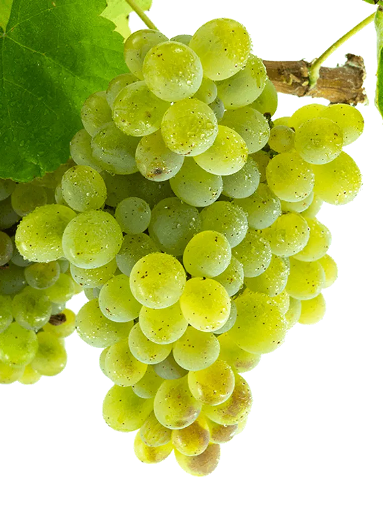 godello