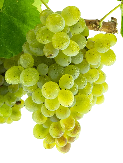 Godello