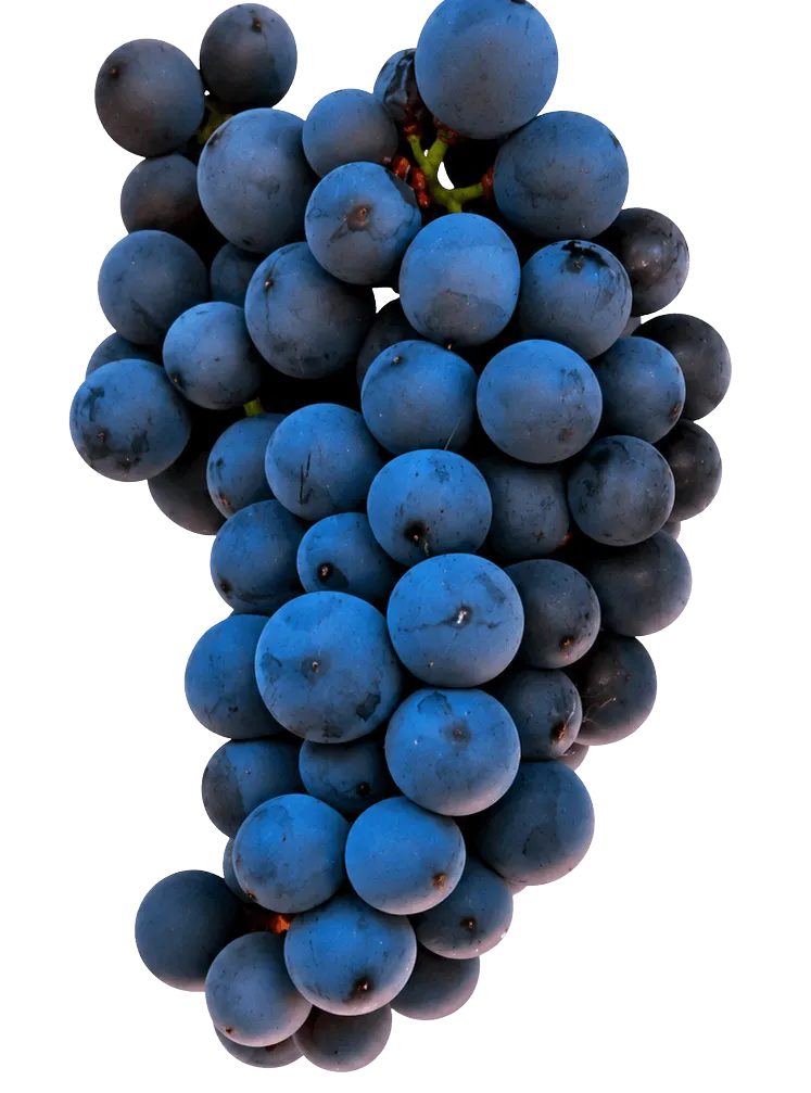 Graciano