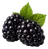 Jeżyna