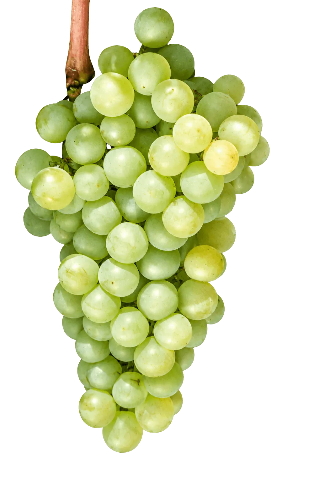 Listán Blanco