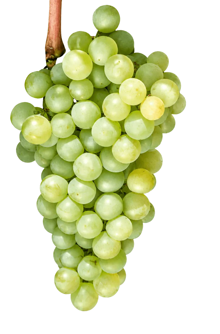 listan blanco