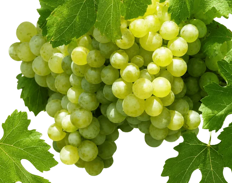 malvasia volcanica