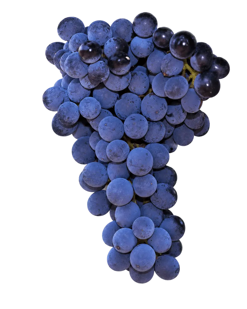 Mencía