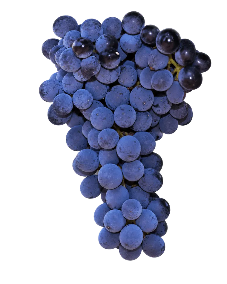 mencia