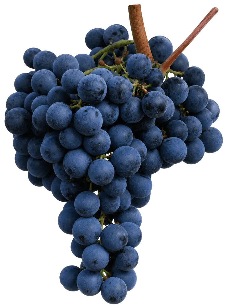 monastrell