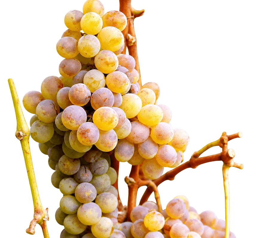 Moscatel