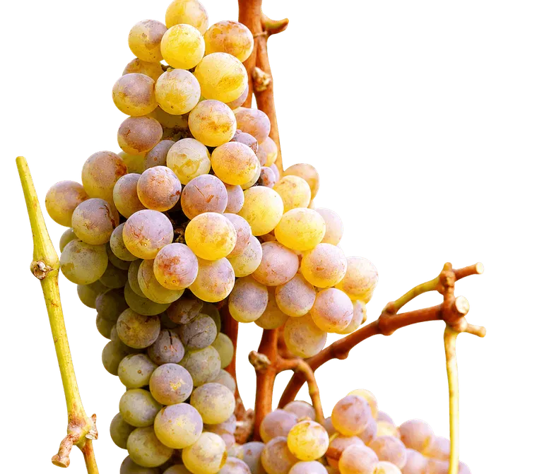 moscatel