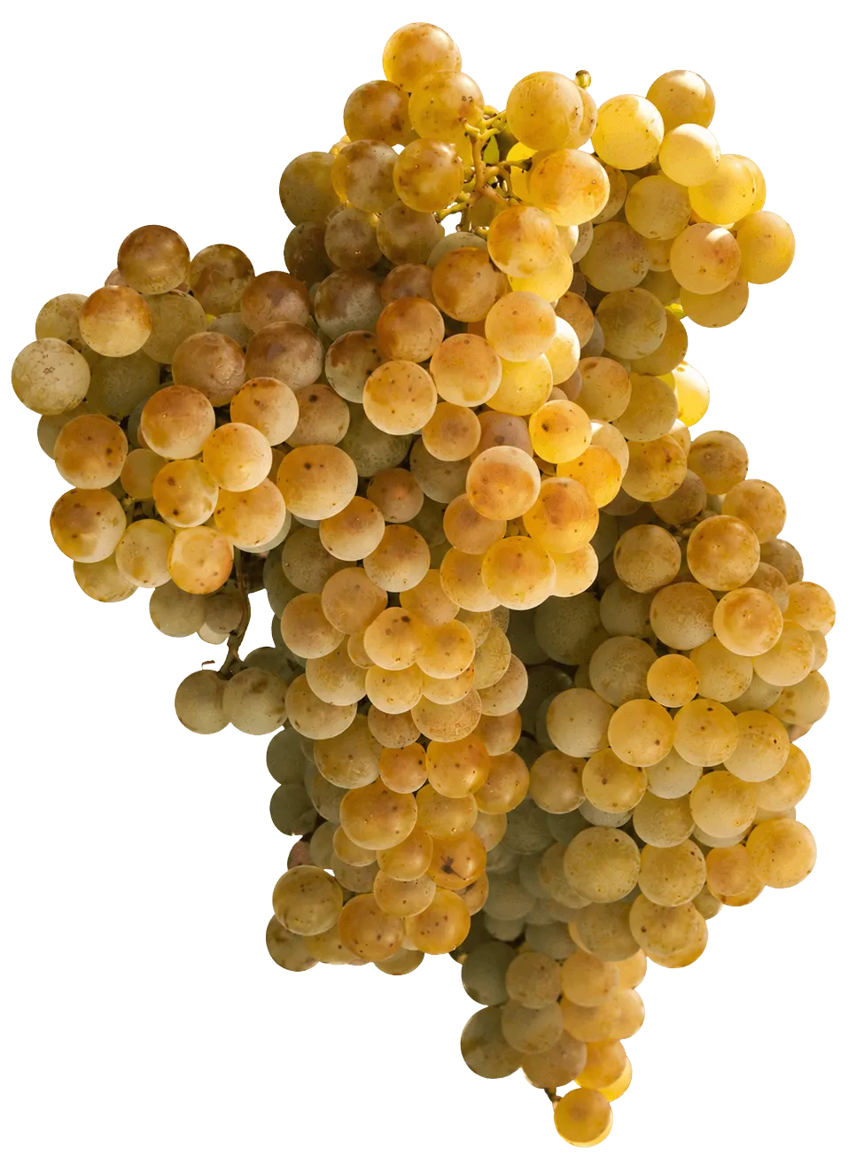 Palomino Fino