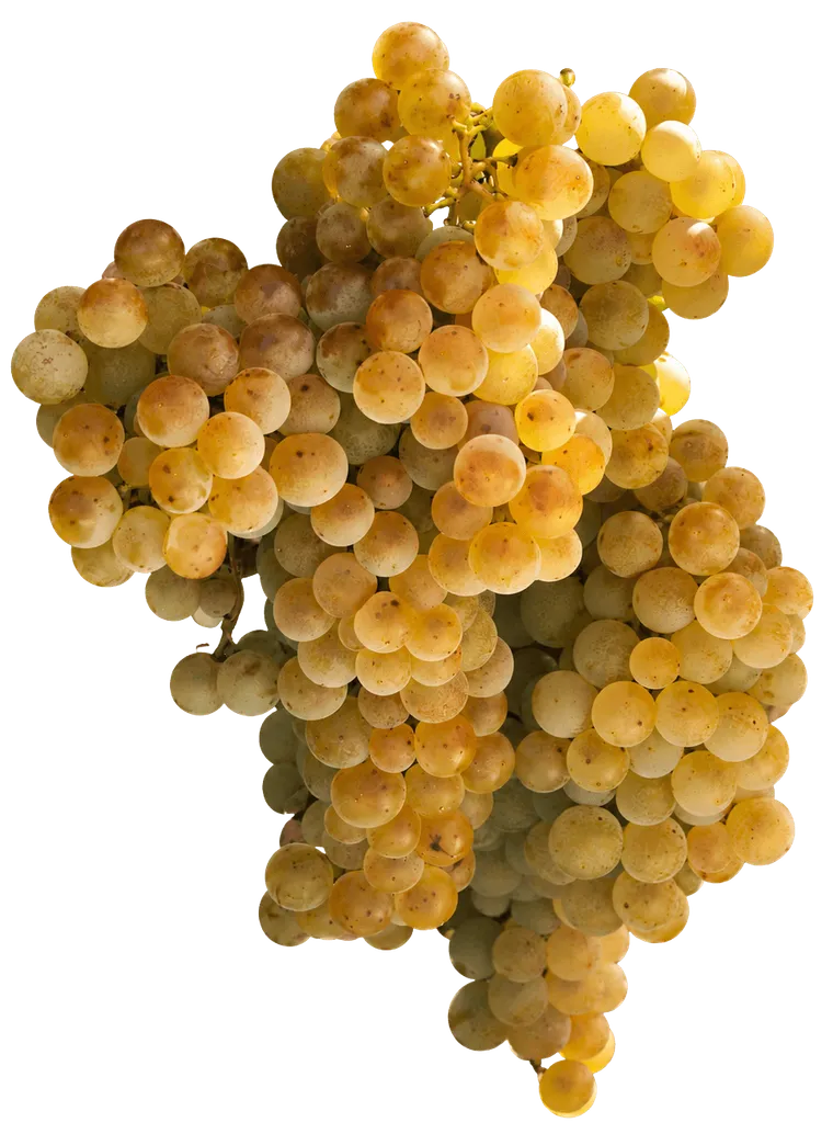palomino fino