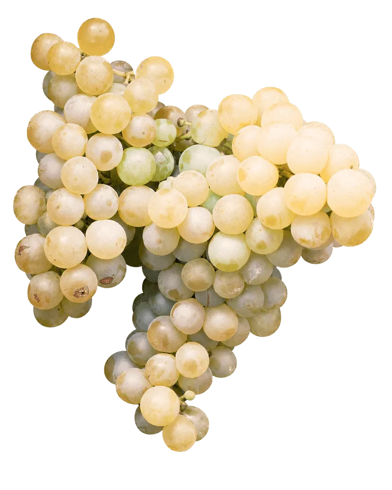 Parellada