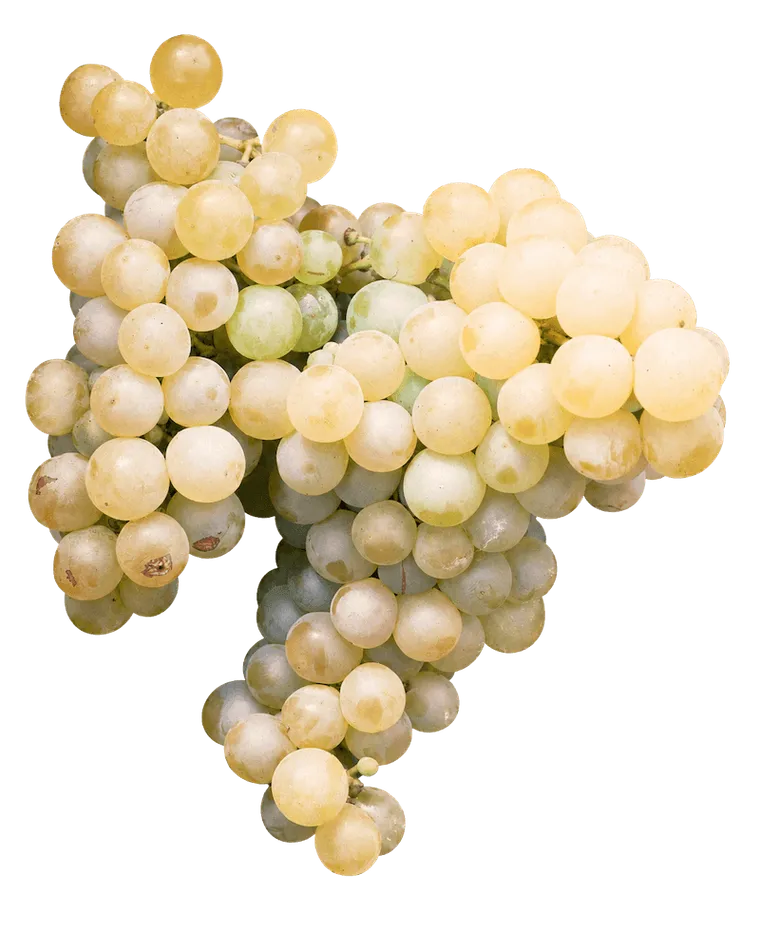 parellada