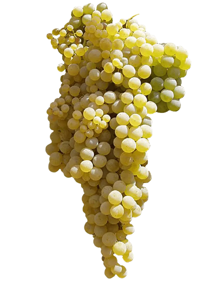 pedro ximenez