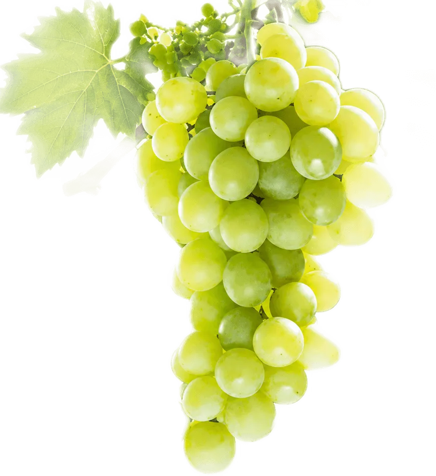 Prensal Blanc