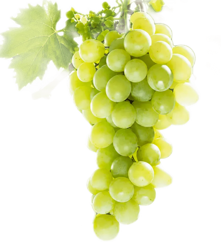 prensal blanc