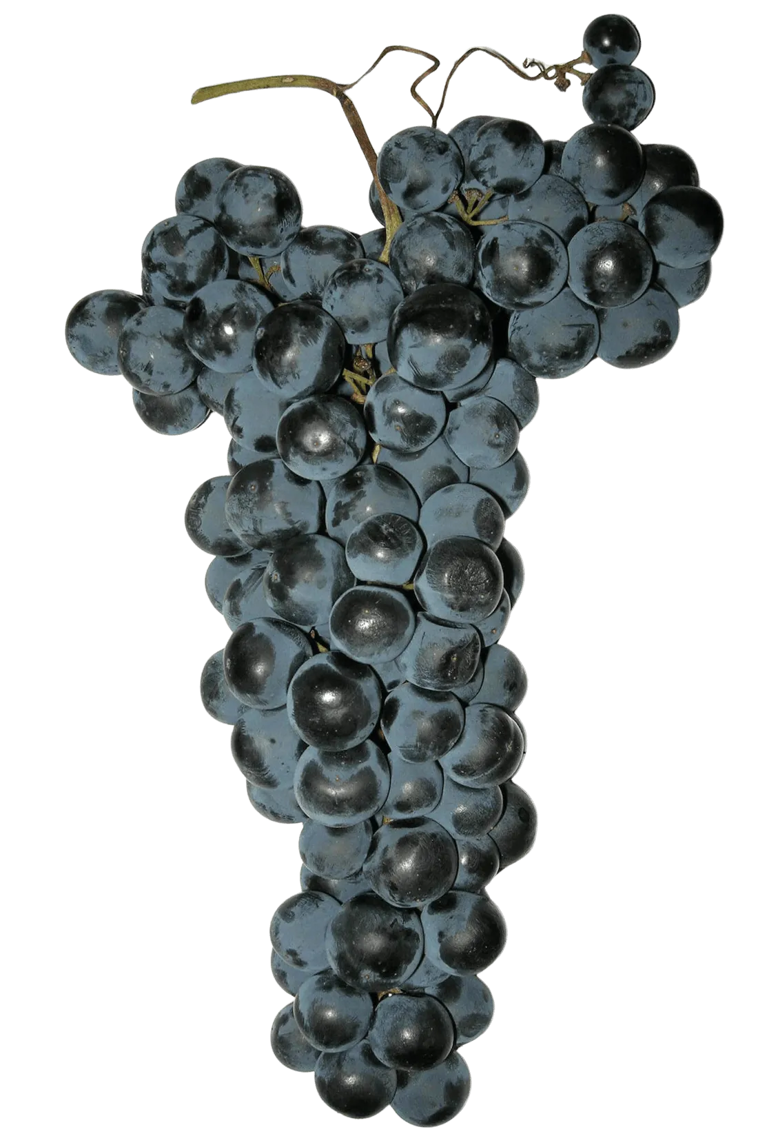 Tempranillo
