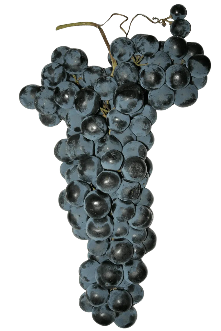tempranillo