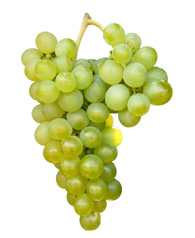 Verdejo