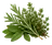 Zioła